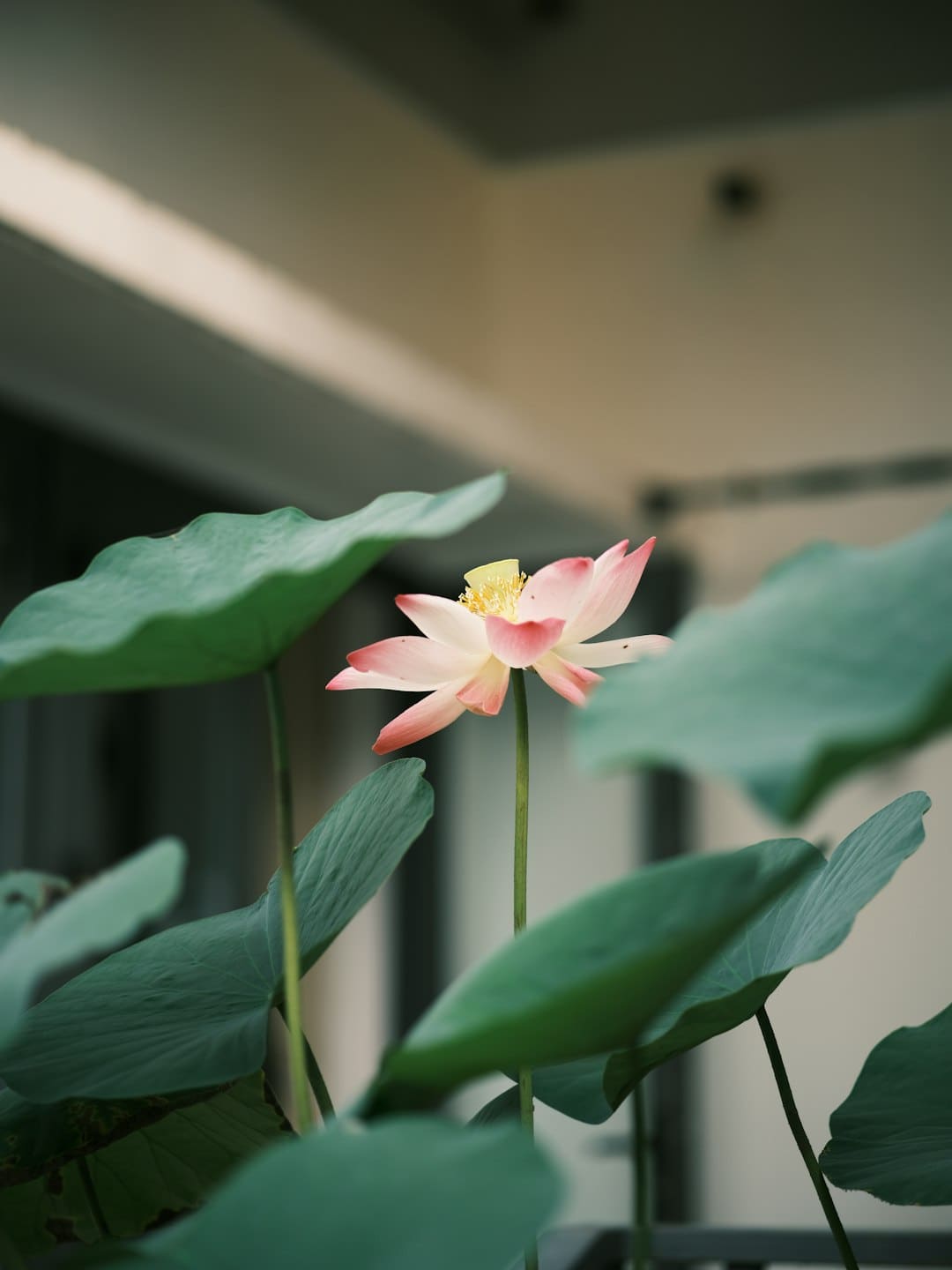 树立合适自己的出资战略